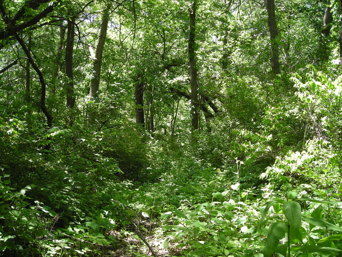 The upland woods