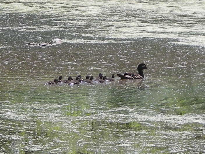 A dozen ducklings