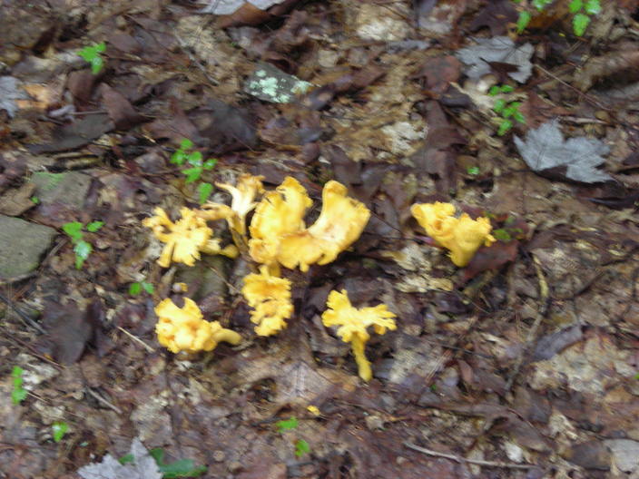 Rugose orange mushrooms