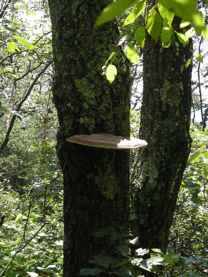 Large fungus