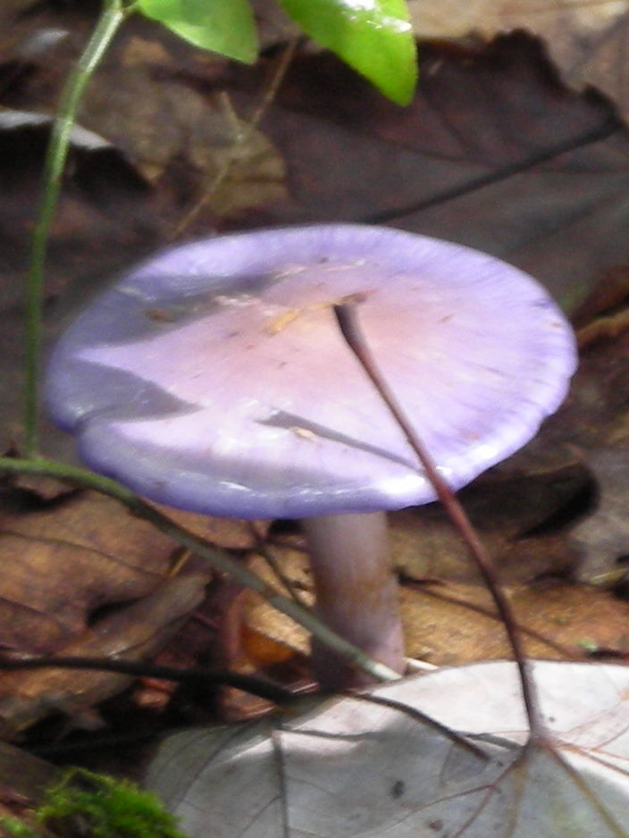 Shiny purple mushroom