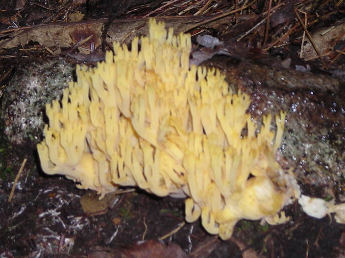 Coral mushroom