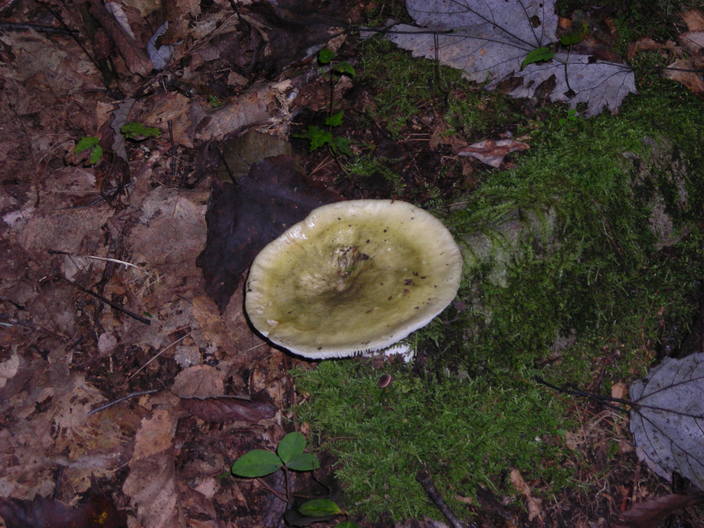 Large white mushroom