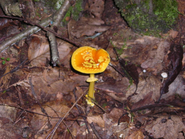 Brightly colored mushroom