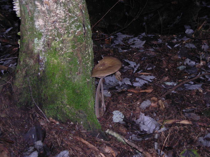 Large brown mushrooms