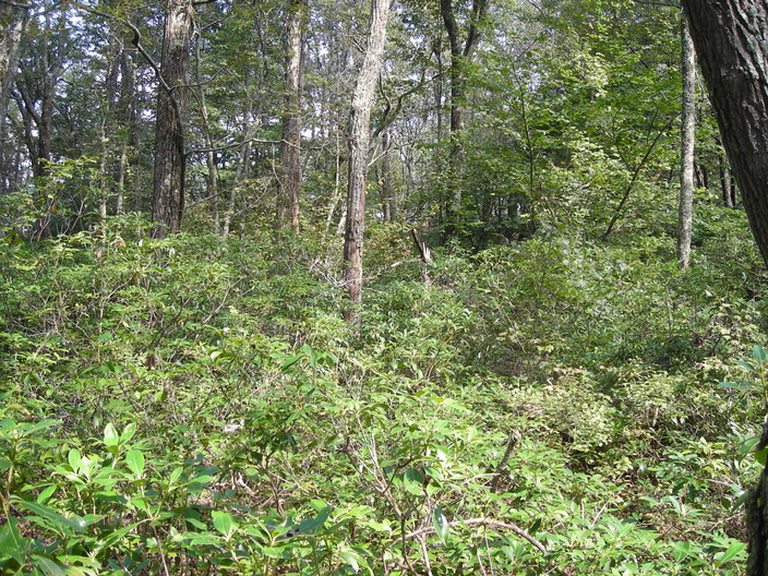 Forest with shrubs
