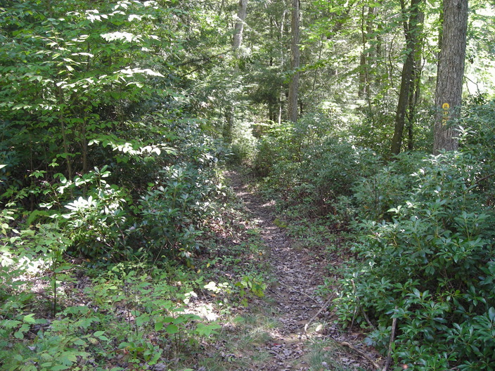 Woods path