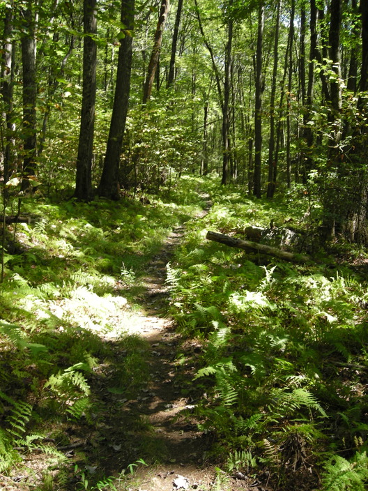 Path among ferns