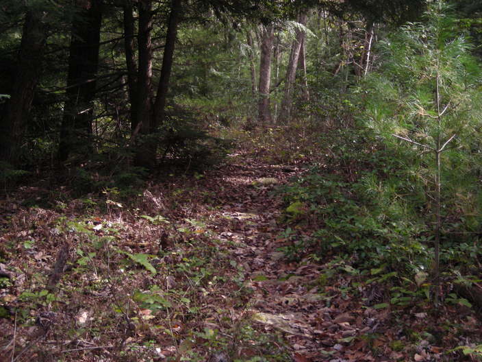 Trail in autumn