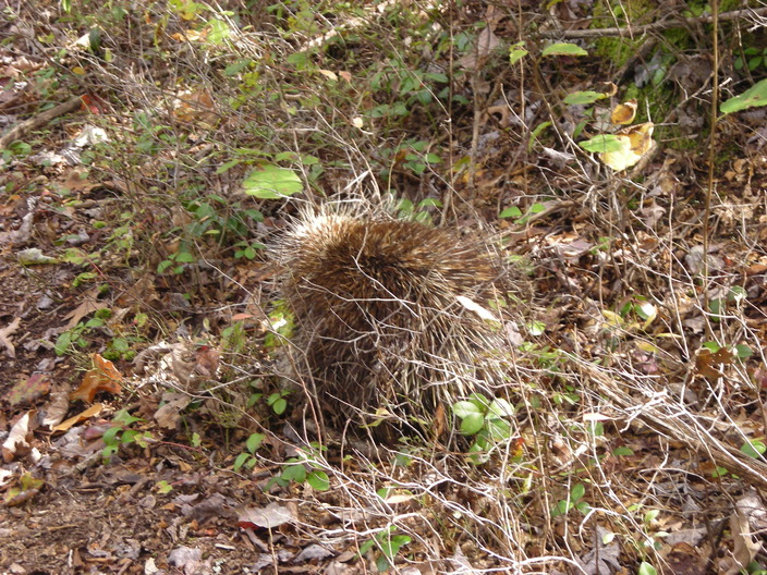 Camoflaged porcupine