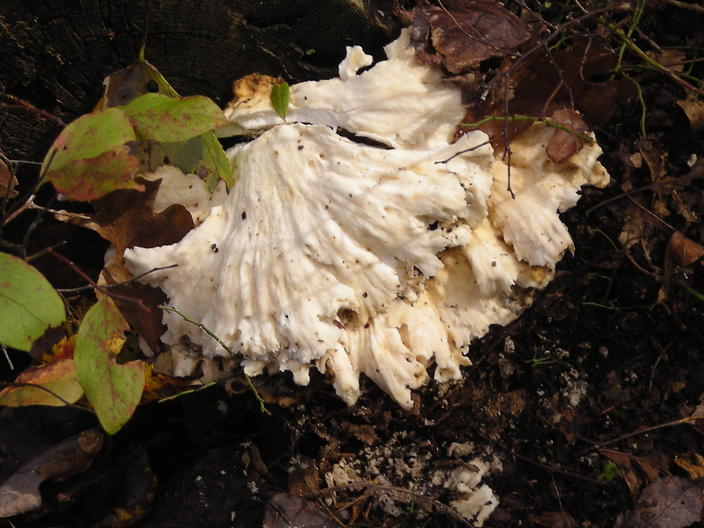 Large fungus