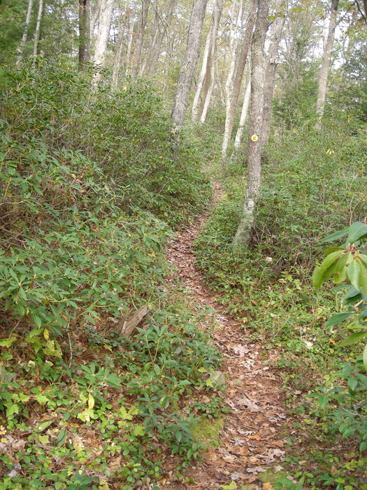 Mountain laurel
