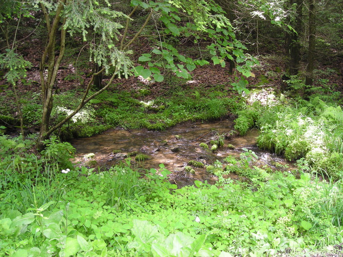Small creek
