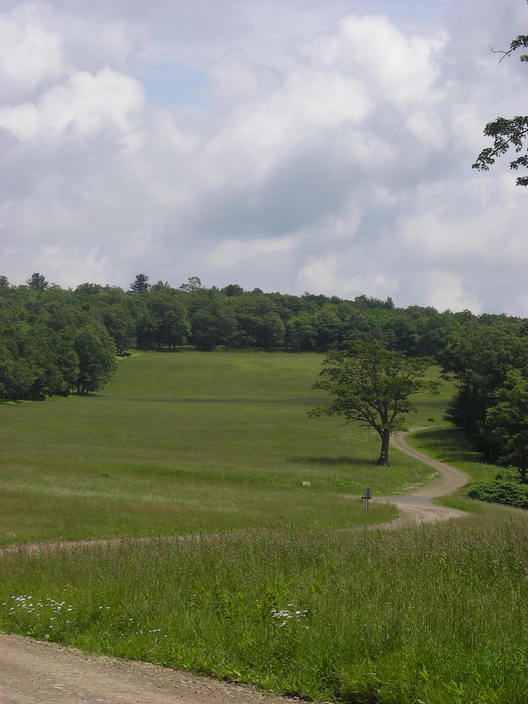 Hillside field
