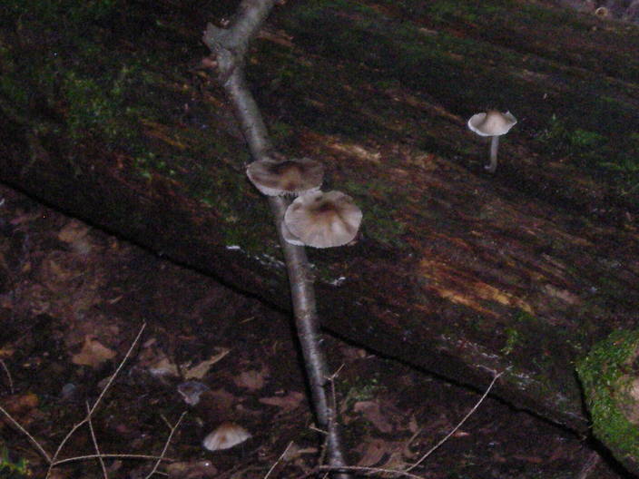 Mushrooms