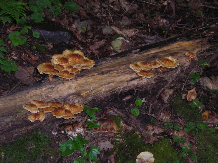 Mushrooms on a log