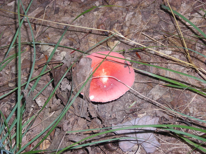 Red mushroom