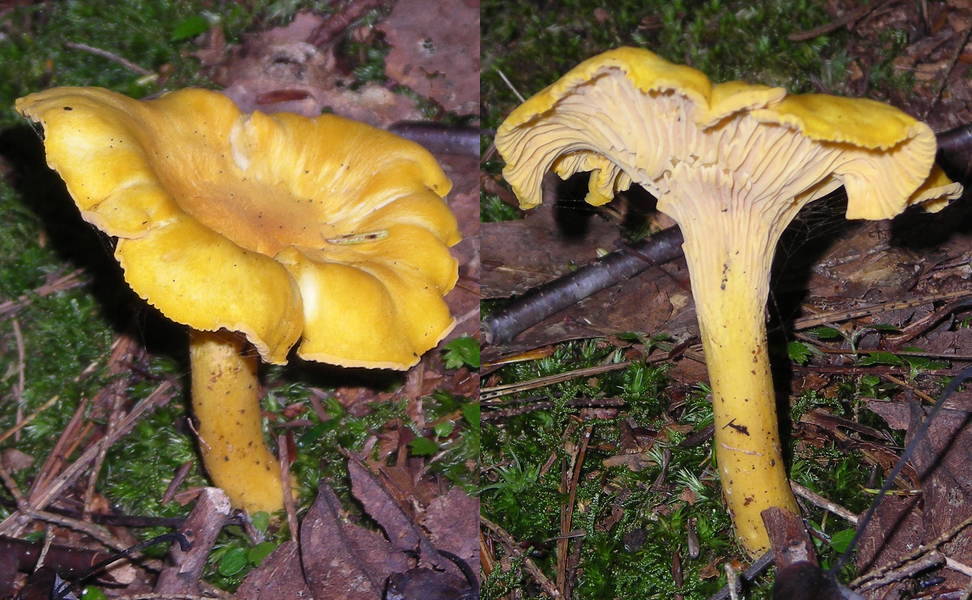 Chanterelle