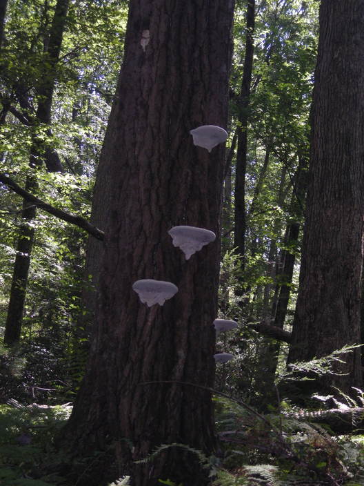 White polypores