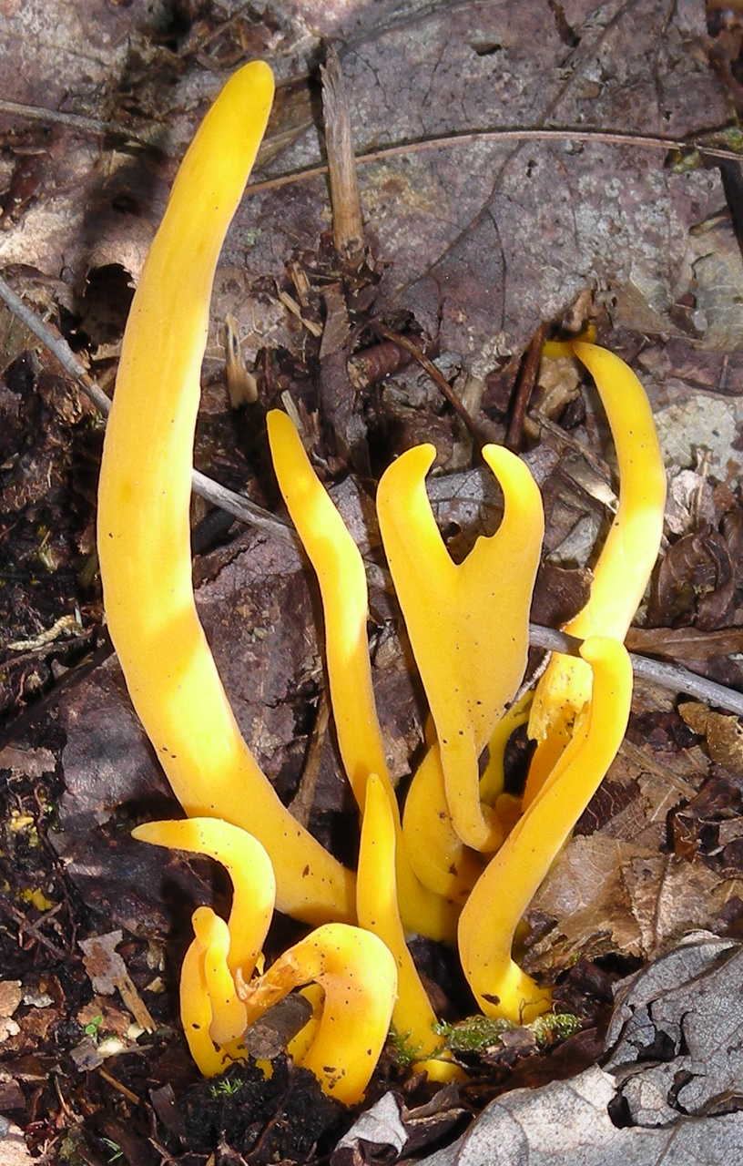 Stinkhorns