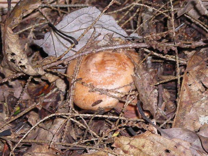 Fungus