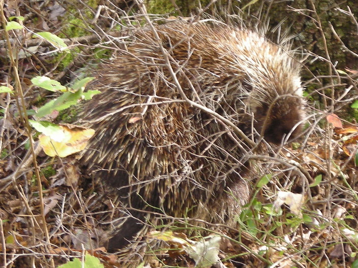 Wary porcupine