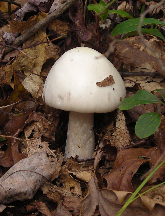 Fresh mushroom