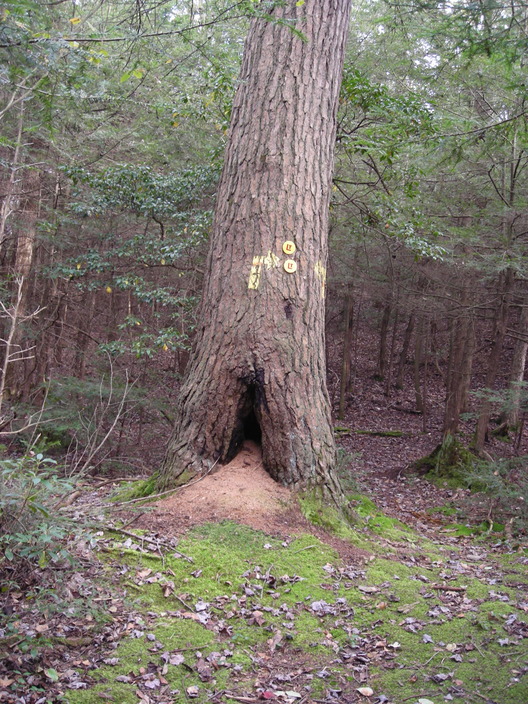 Hollow tree