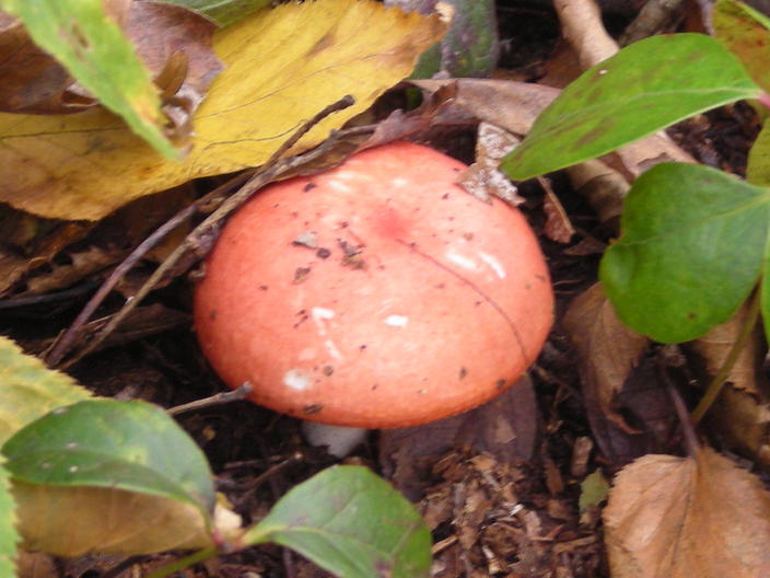 Red mushroom