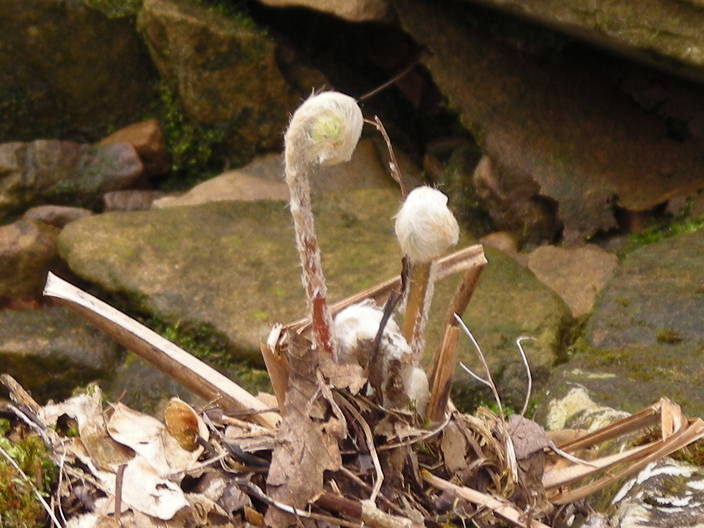 Ferns unrolling