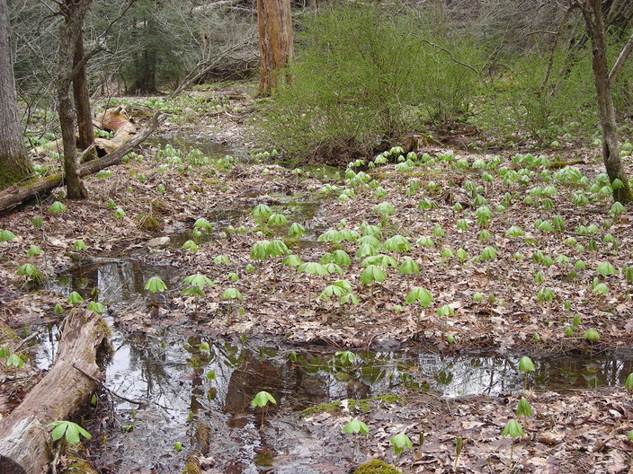 Wetland