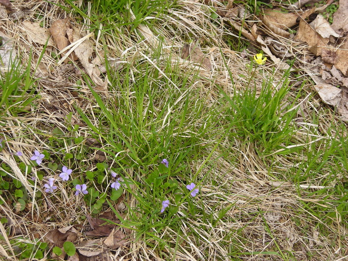 Wildflowers