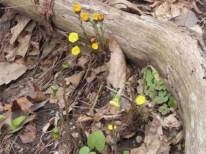 Yellow wildflowers