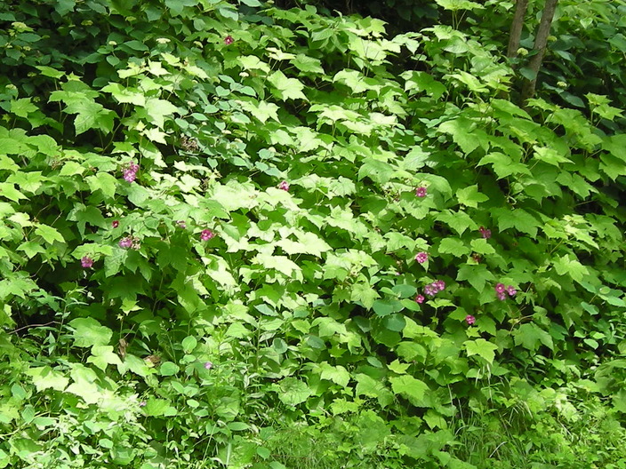 Purple flowers