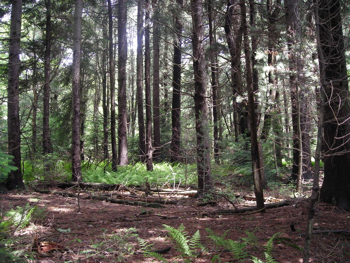 Ferns and conifers