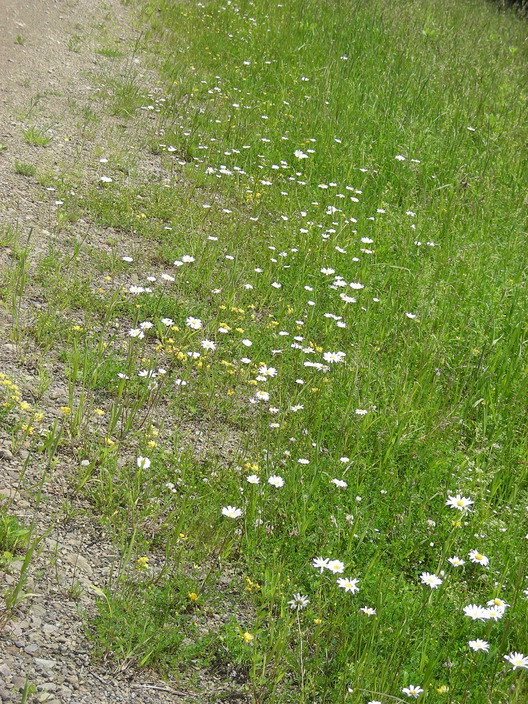 Roadside wildflowers