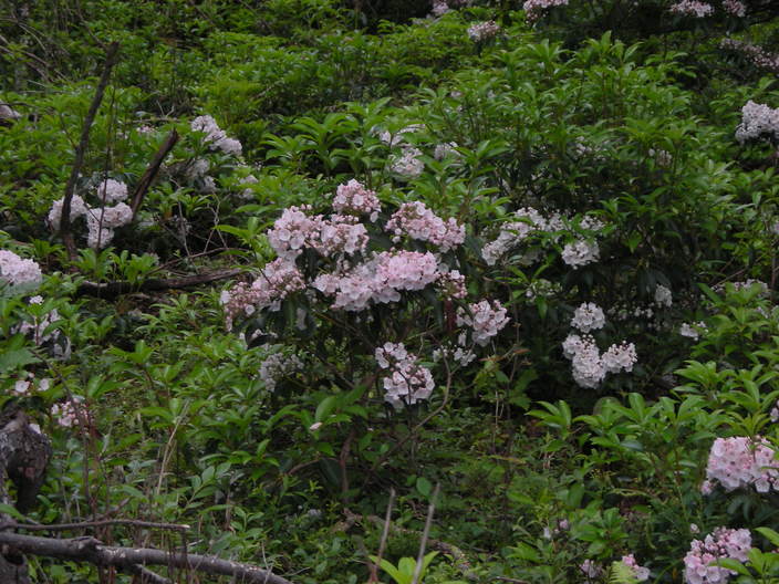 Mountain laurel