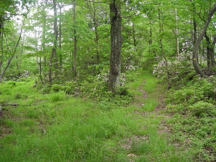 Forest trail crossing